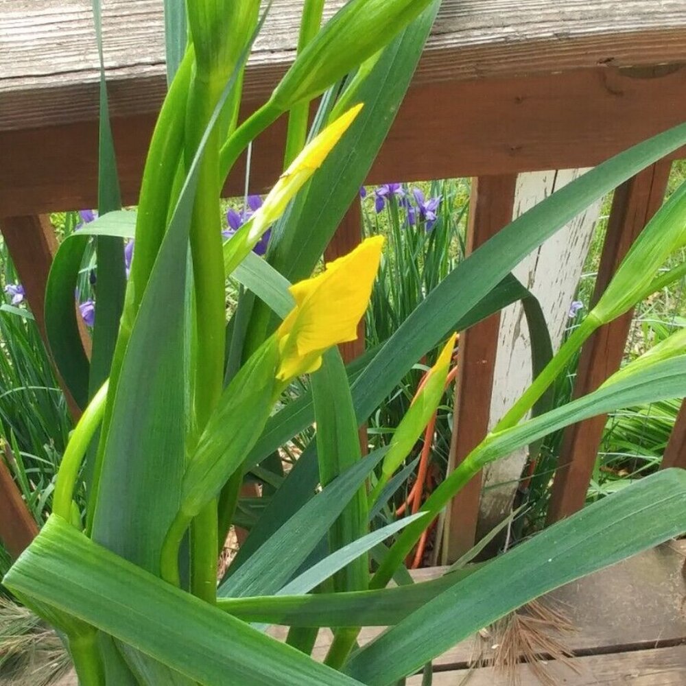 Live Yellow Flag Iris Winter Hardy Aquatic Pond/Bog Plant 3 Pack fast shipping